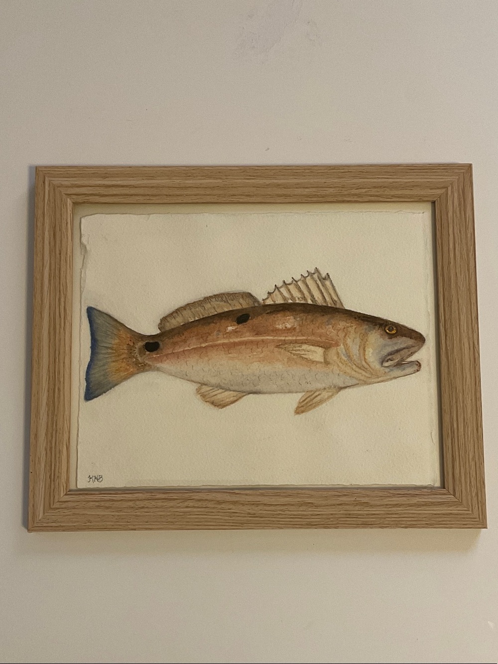 Redfish watercolor painting original on watercolor paper framed.